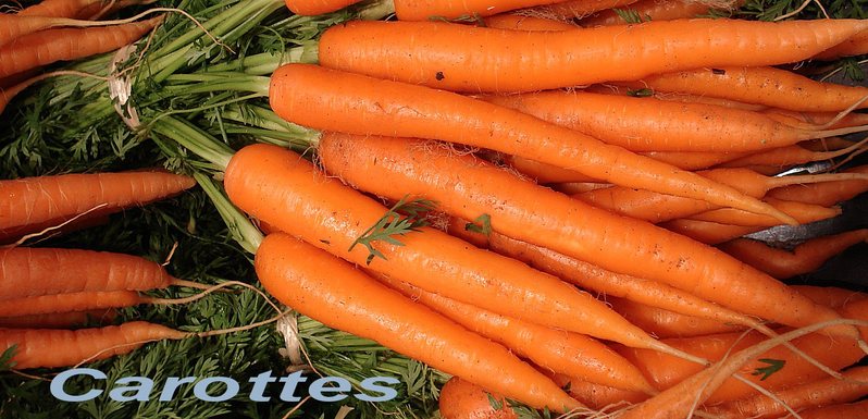pourquoi la carotte est orange
