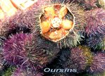 Oursin -- 28/02/07