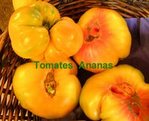 Tomate -- 07/01/07