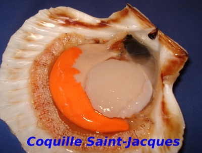 Coquille Saint-Jacques