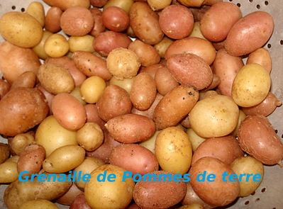 Grenaille de Pommes de terre
