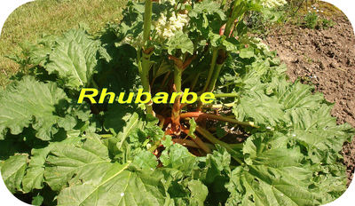 Rhubarbe -- 24/07/08