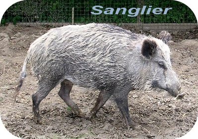 Sanglier -- 02/07/07