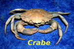 Crabe -- 28/12/14