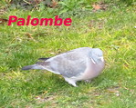 Palombe