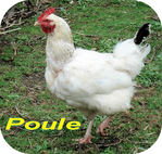 Poule